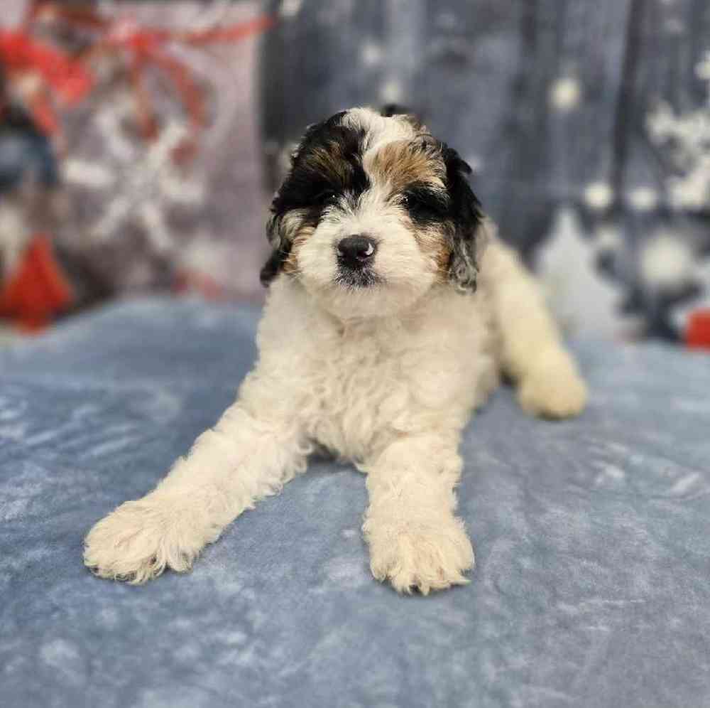 Male Mini Bernadoodle Puppy for Sale in Virginia Beach, VA