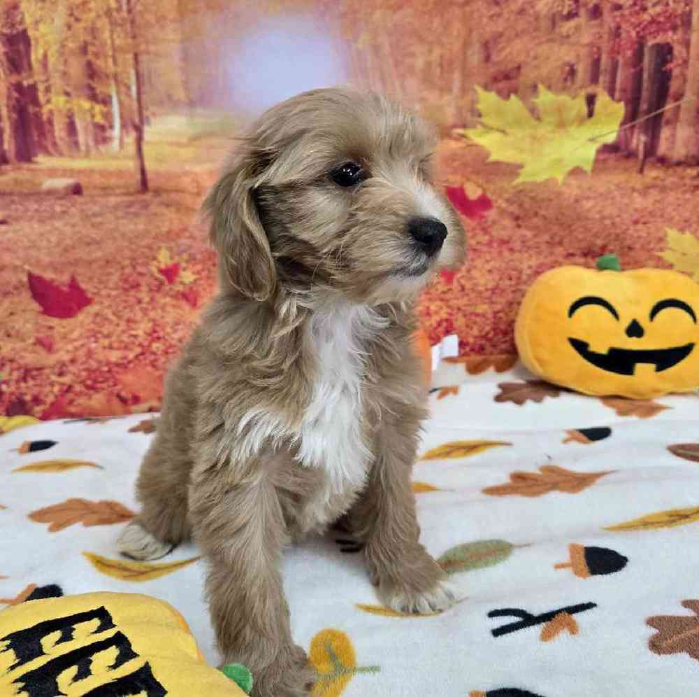 Female Mini Goldendoodle Puppy for Sale in Virginia Beach, VA