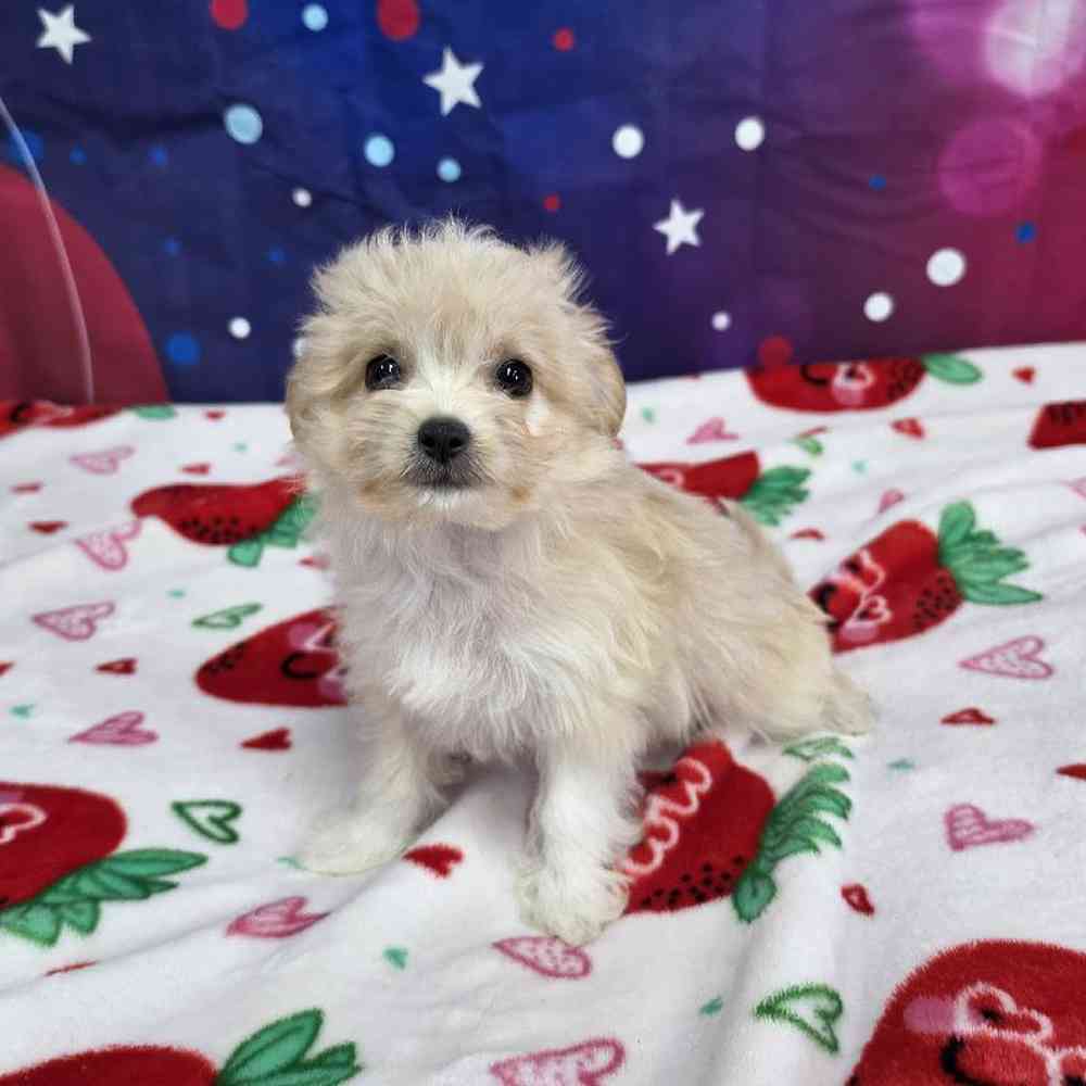 Female Malchi Puppy for Sale in Virginia Beach, VA