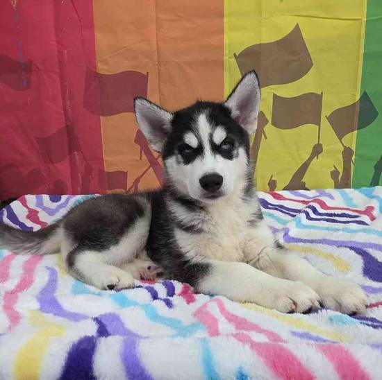 Siberian Husky