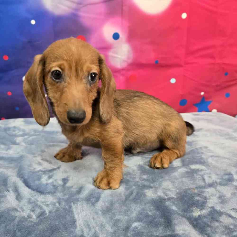 Male Dachshund Puppy for Sale in Virginia Beach, VA