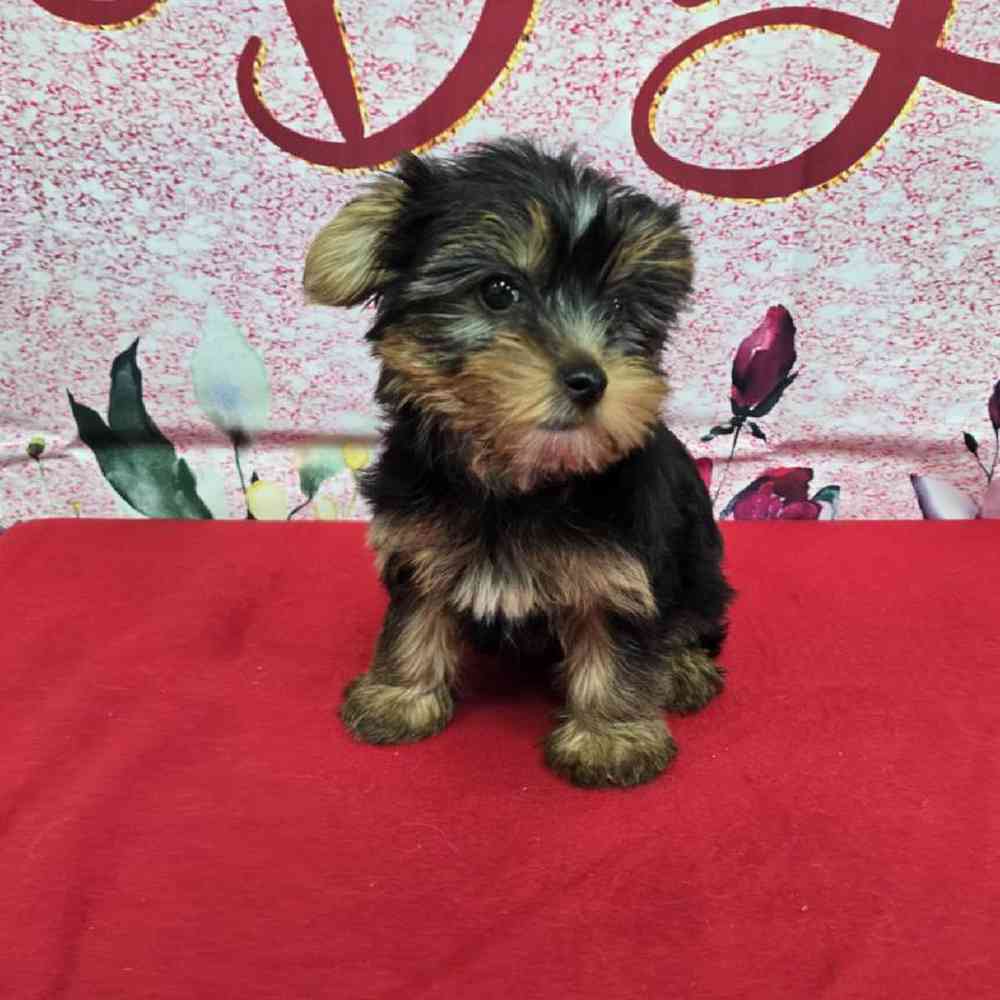 Female Yorkie Puppy for Sale in Virginia Beach, VA