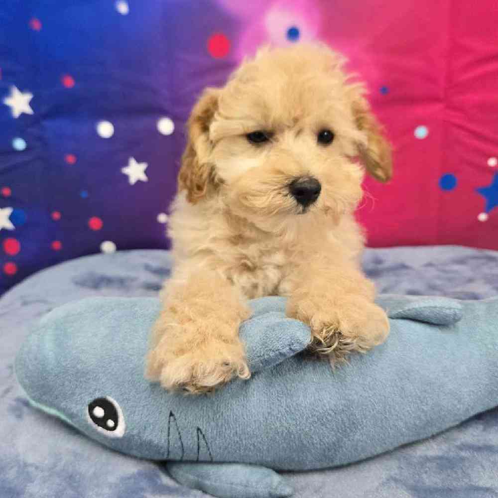 Male Poodle Puppy for Sale in Virginia Beach, VA