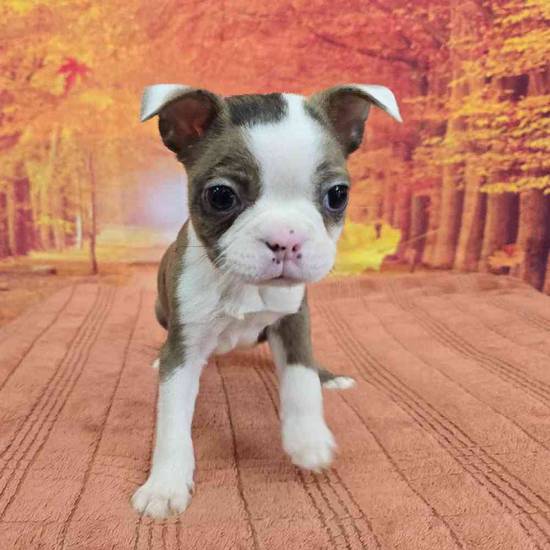 Boston Terrier