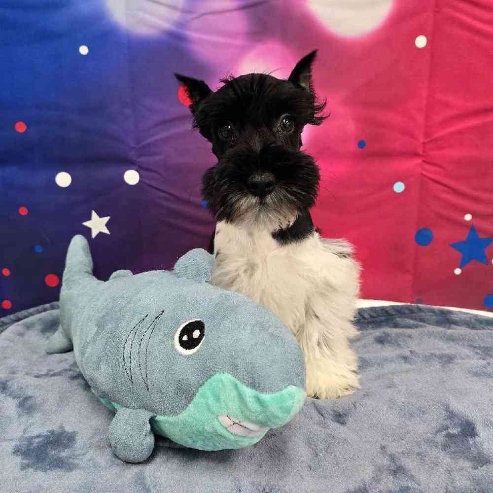 Male Mini Schnauzer Puppy for Sale in Virginia Beach, VA