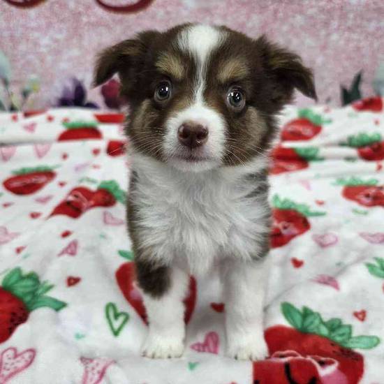 Mini Aussie