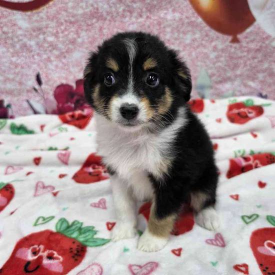 Mini Aussie