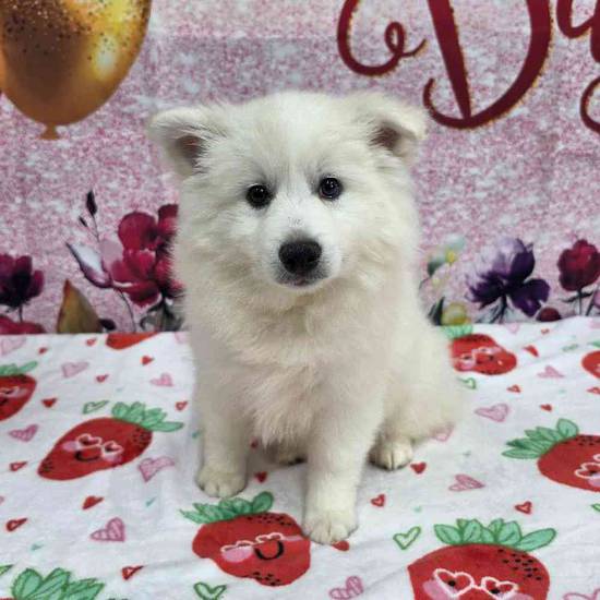 American Eskimo