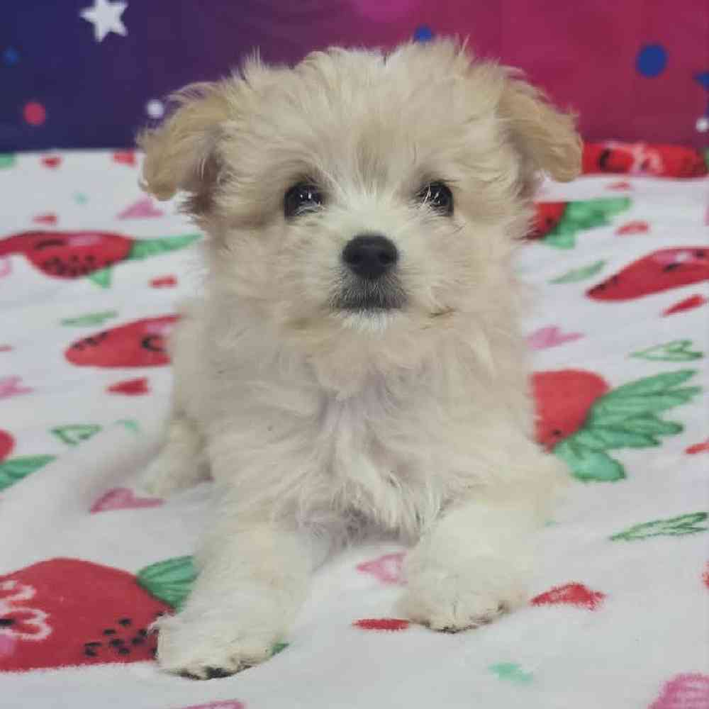 Female Malchi Puppy for Sale in Virginia Beach, VA
