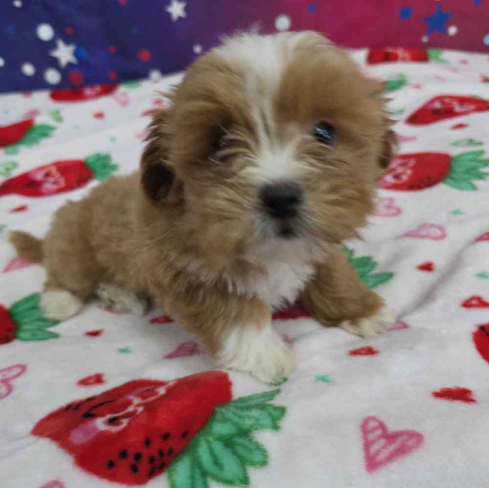Female Shipoo Puppy for Sale in Virginia Beach, VA