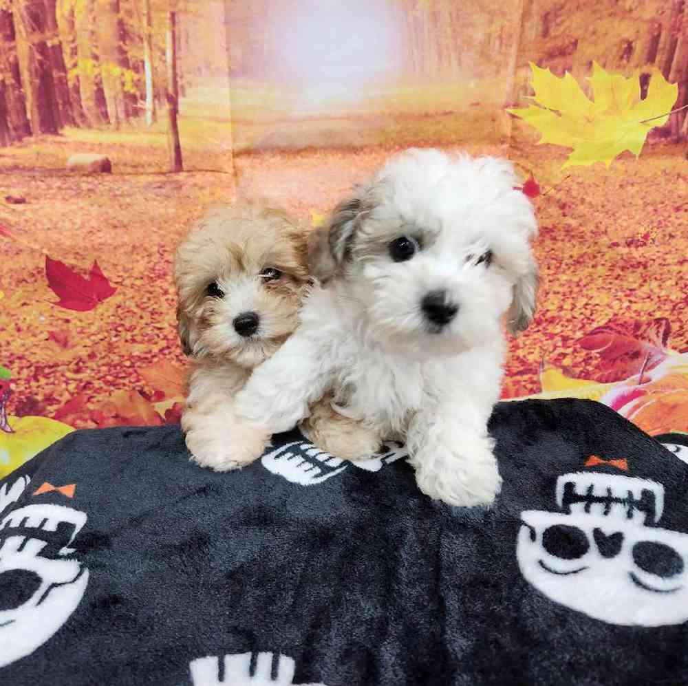 Male Bichonpoo Puppy for Sale in Virginia Beach, VA