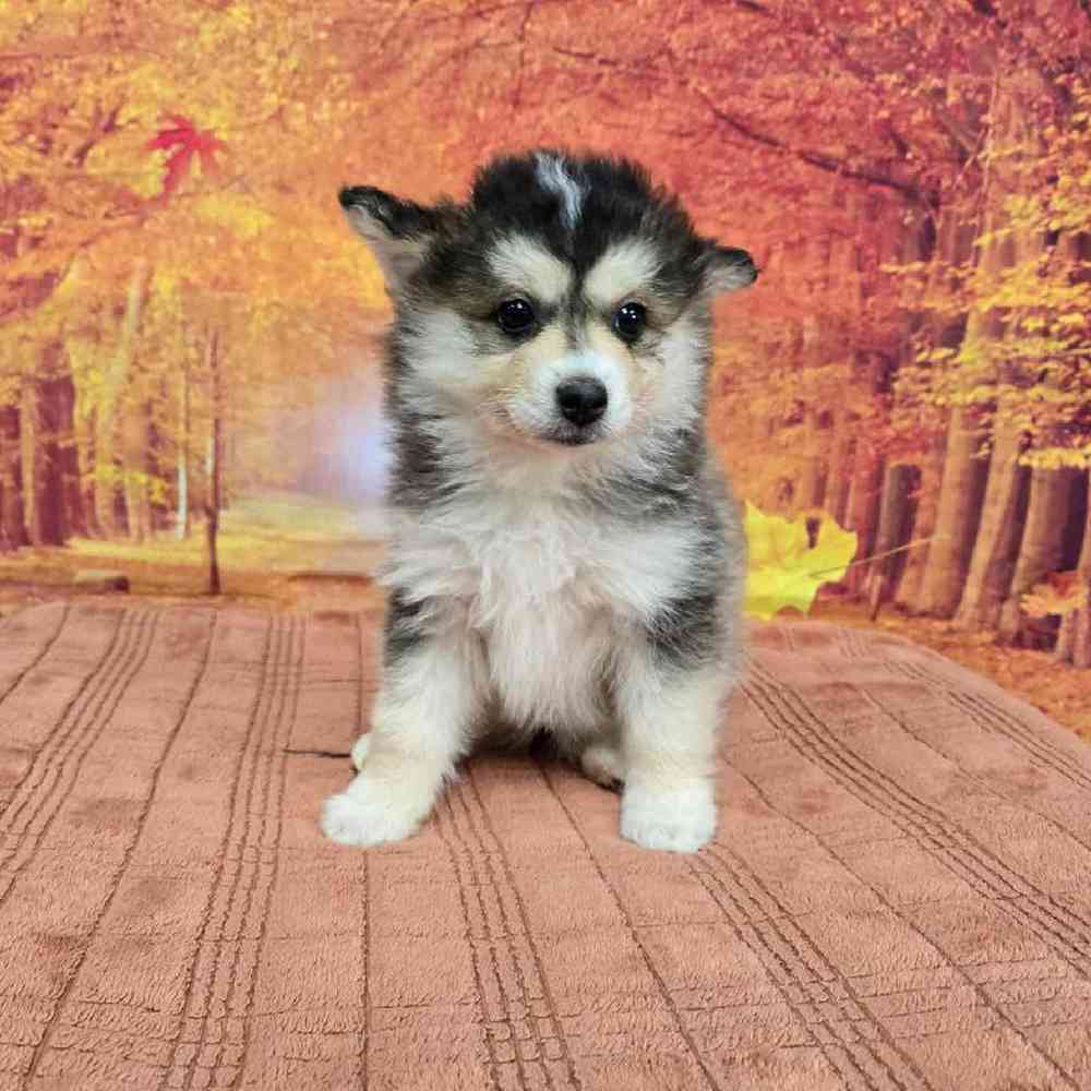 Female Pomsky Puppy for Sale in Virginia Beach, VA