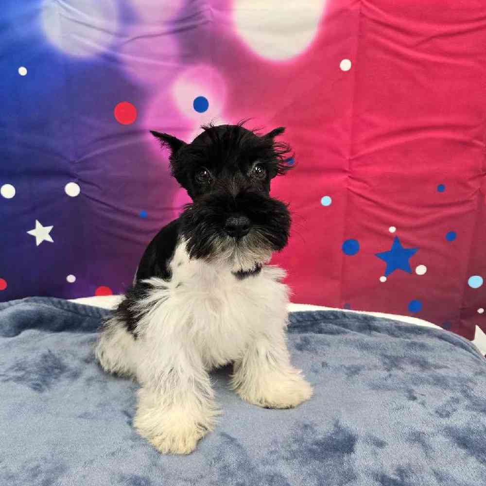 Male Mini Schnauzer Puppy for Sale in Virginia Beach, VA