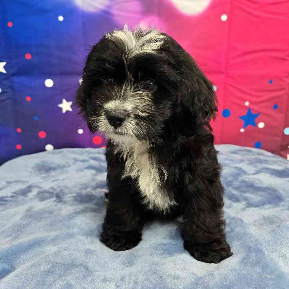 Female Shipoo Puppy for Sale in Virginia Beach, VA