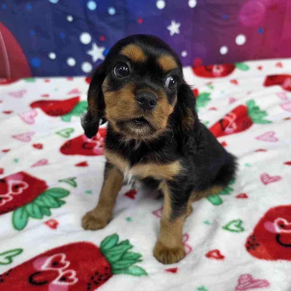 Male Cavalier King Charles Spaniel Puppy for Sale in Virginia Beach, VA