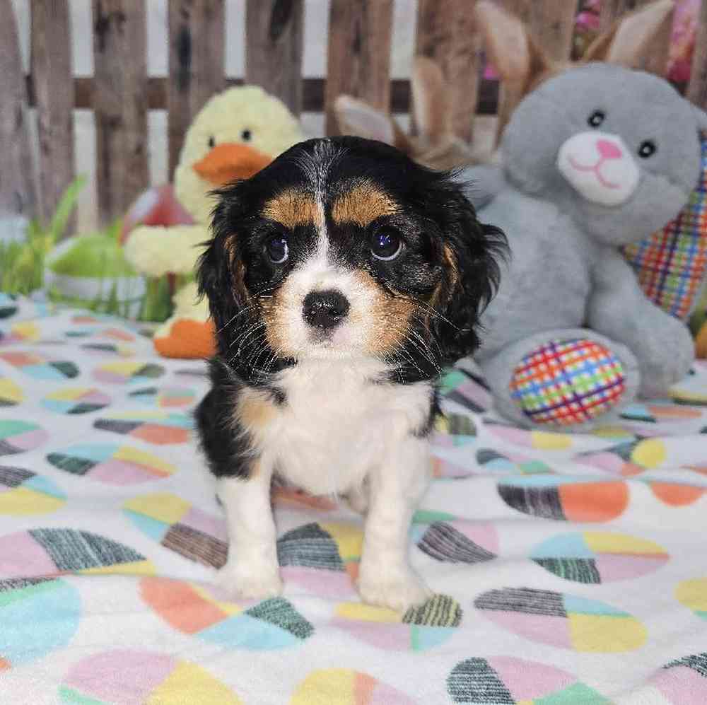 carousel pet images