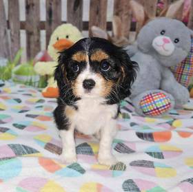 Cavalier King Charles Spaniel