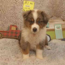 Mini Aussie