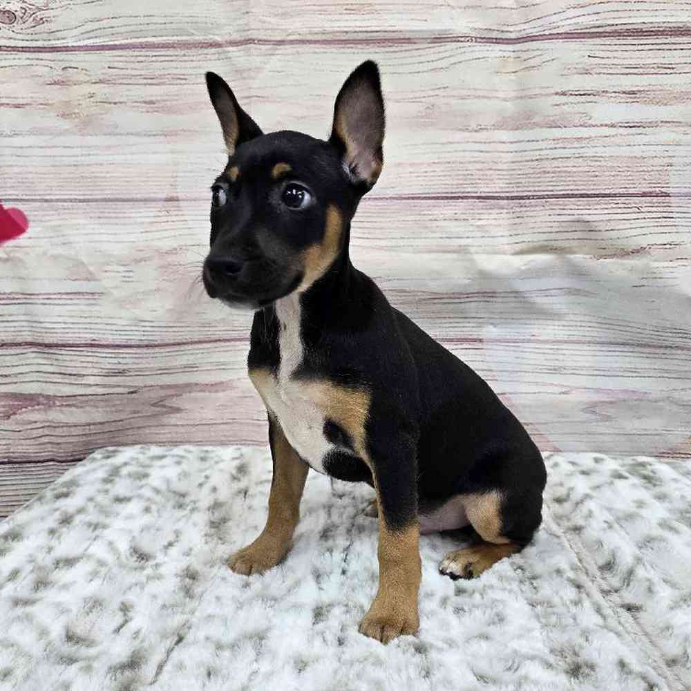 Male Rat Terrier Puppy for Sale in Virginia Beach, VA