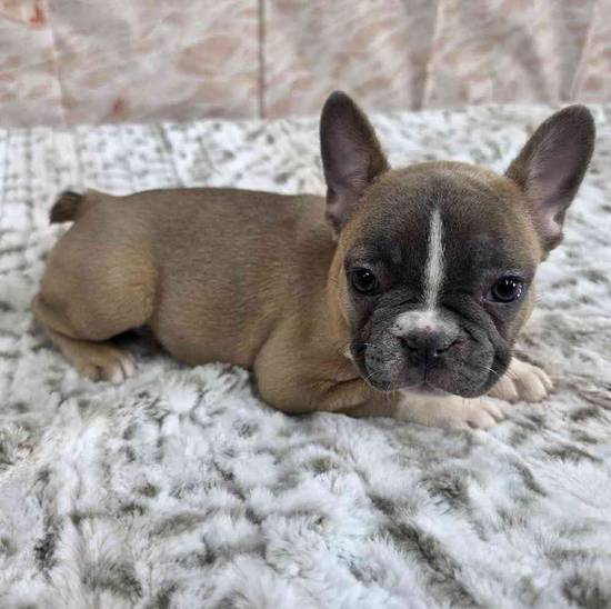 French Bulldog