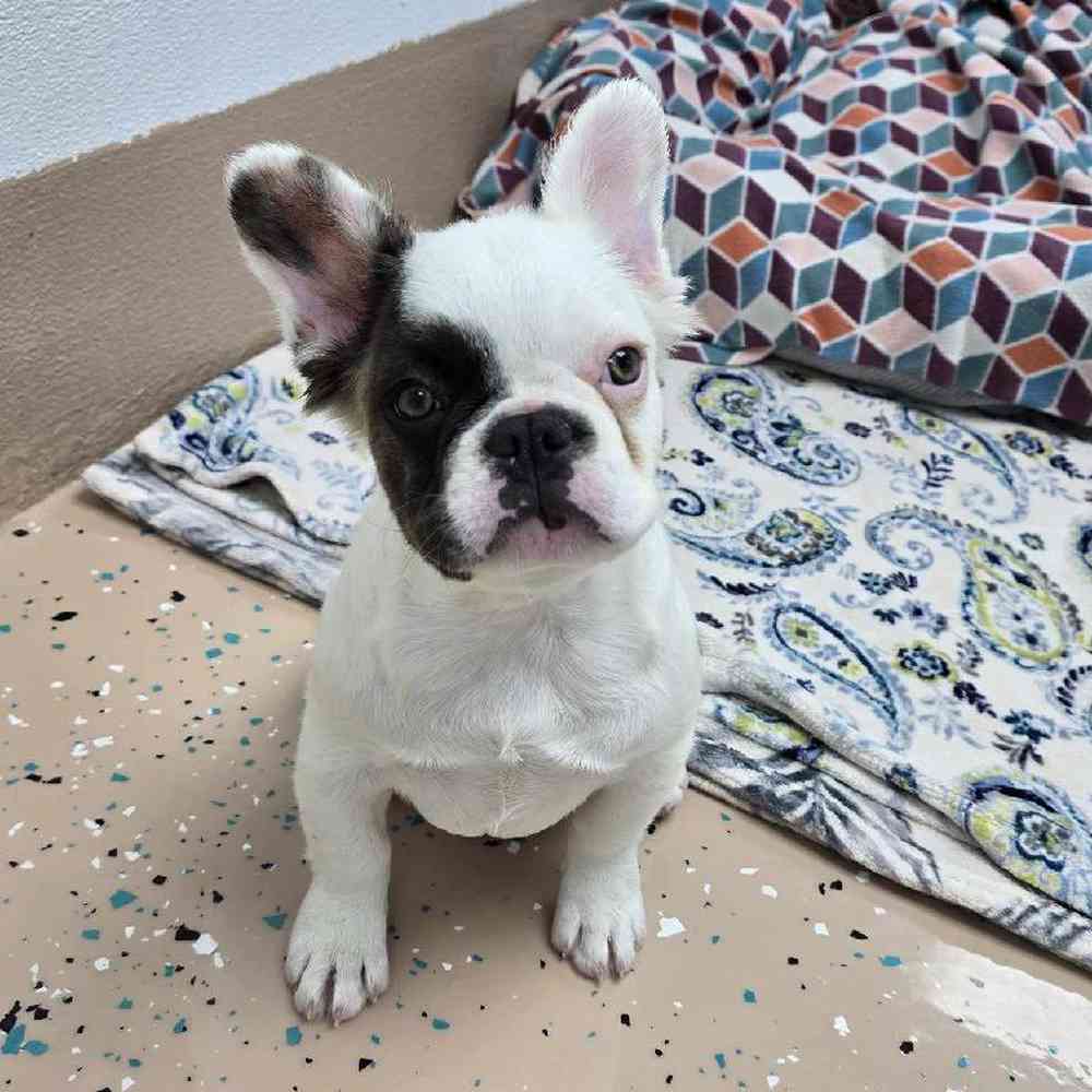 Female French Bulldog Puppy for Sale in Virginia Beach, VA