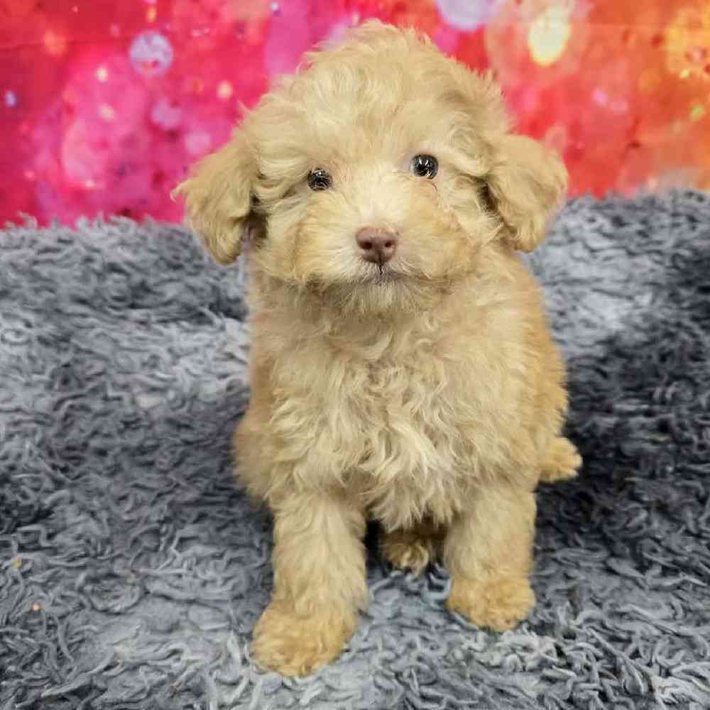 Male Mini Poodle Puppy for Sale in Virginia Beach, VA