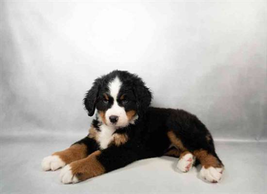 Bernese Mountain Dog