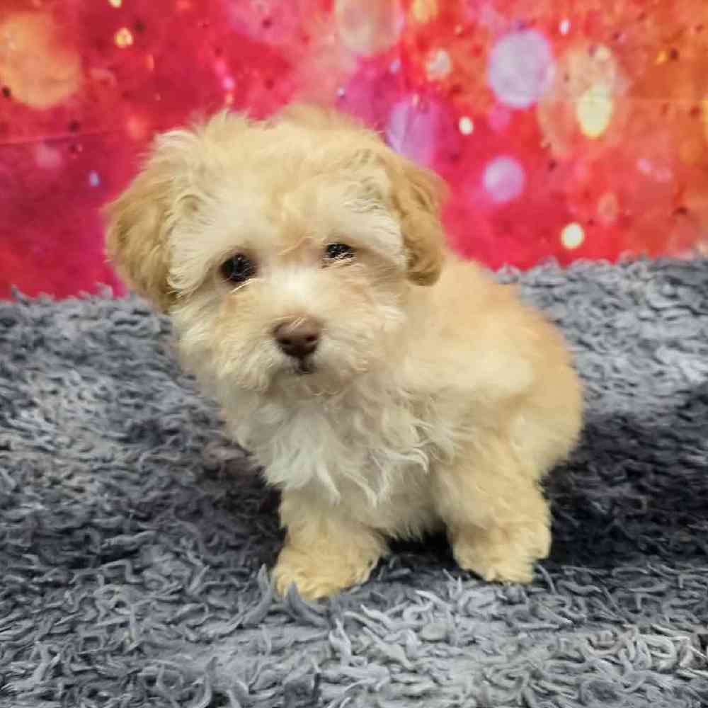 Male Havapoo Puppy for Sale in Virginia Beach, VA