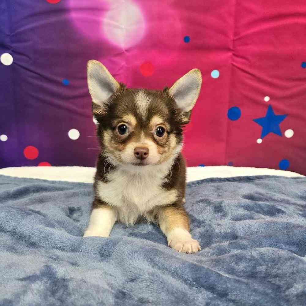 Male Chihuahua Puppy for Sale in Virginia Beach, VA