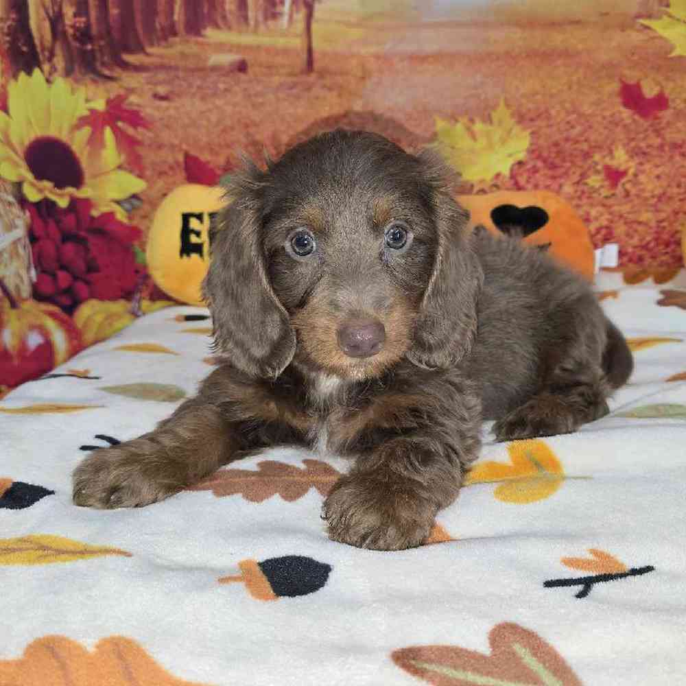 Male Dachshund Puppy for Sale in Virginia Beach, VA