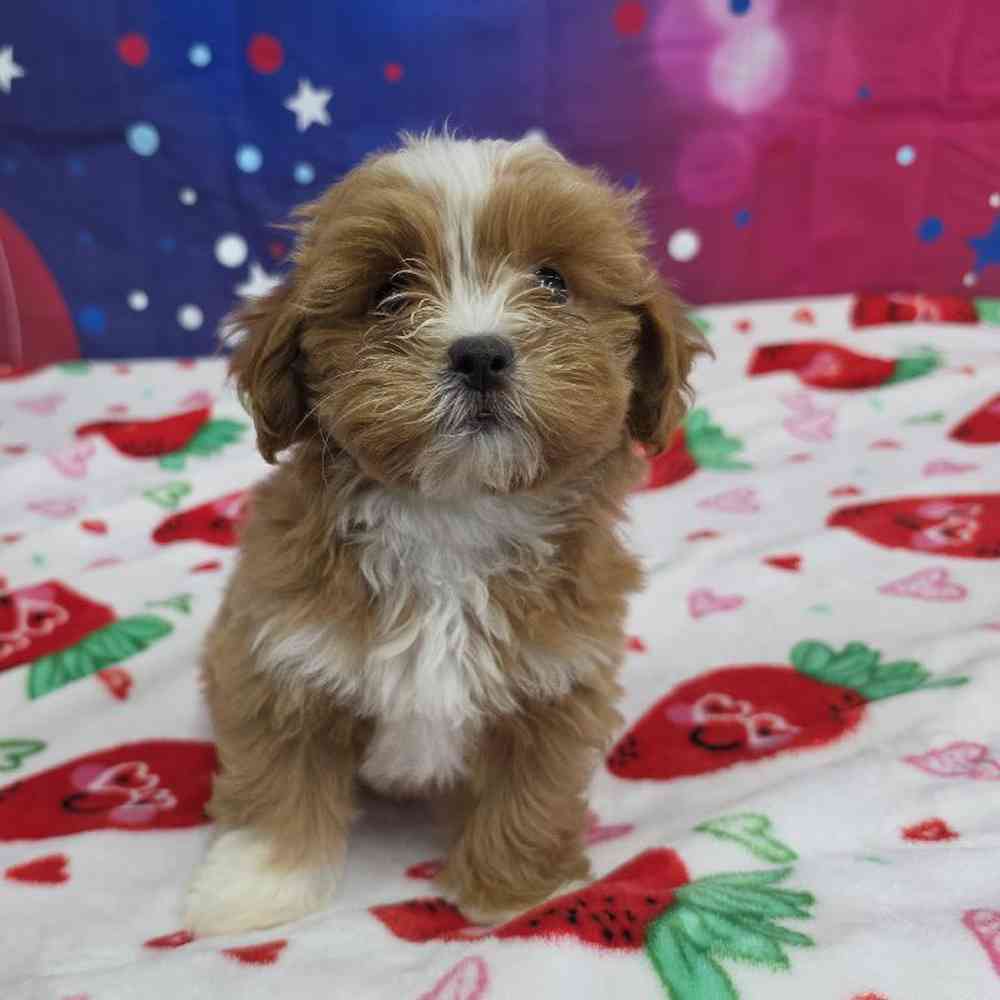 Female Shipoo Puppy for Sale in Virginia Beach, VA