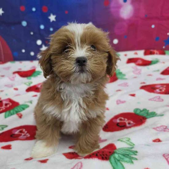 Shipoo
