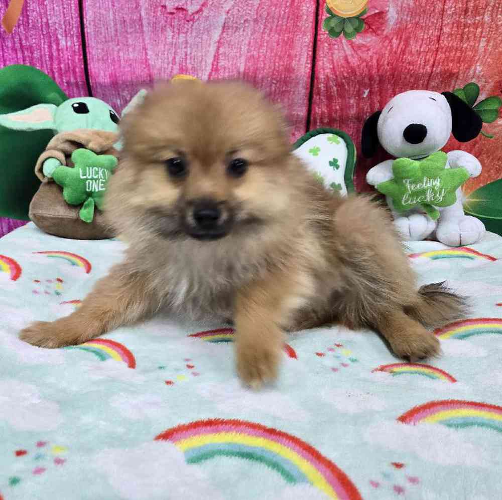 Male Pomeranian Puppy for Sale in Virginia Beach, VA