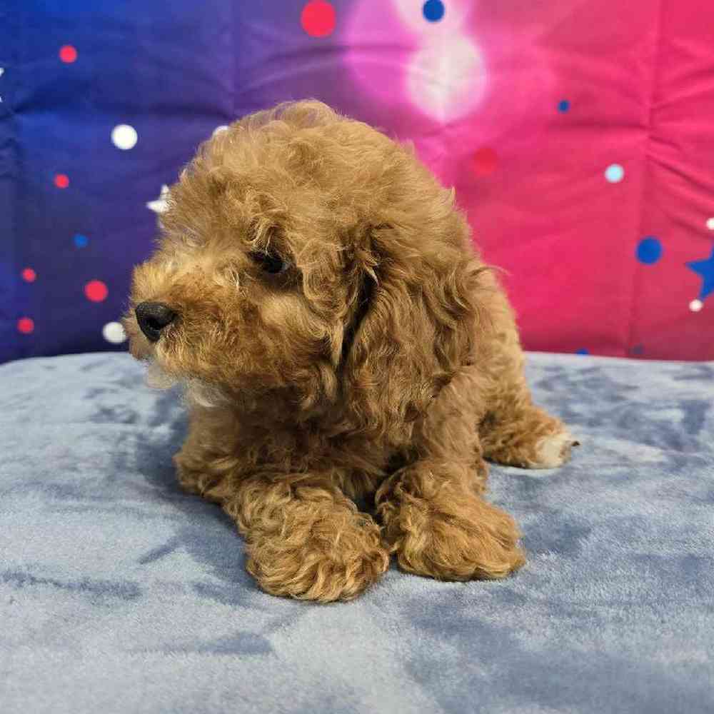 Female Mini Poodle Puppy for Sale in Virginia Beach, VA