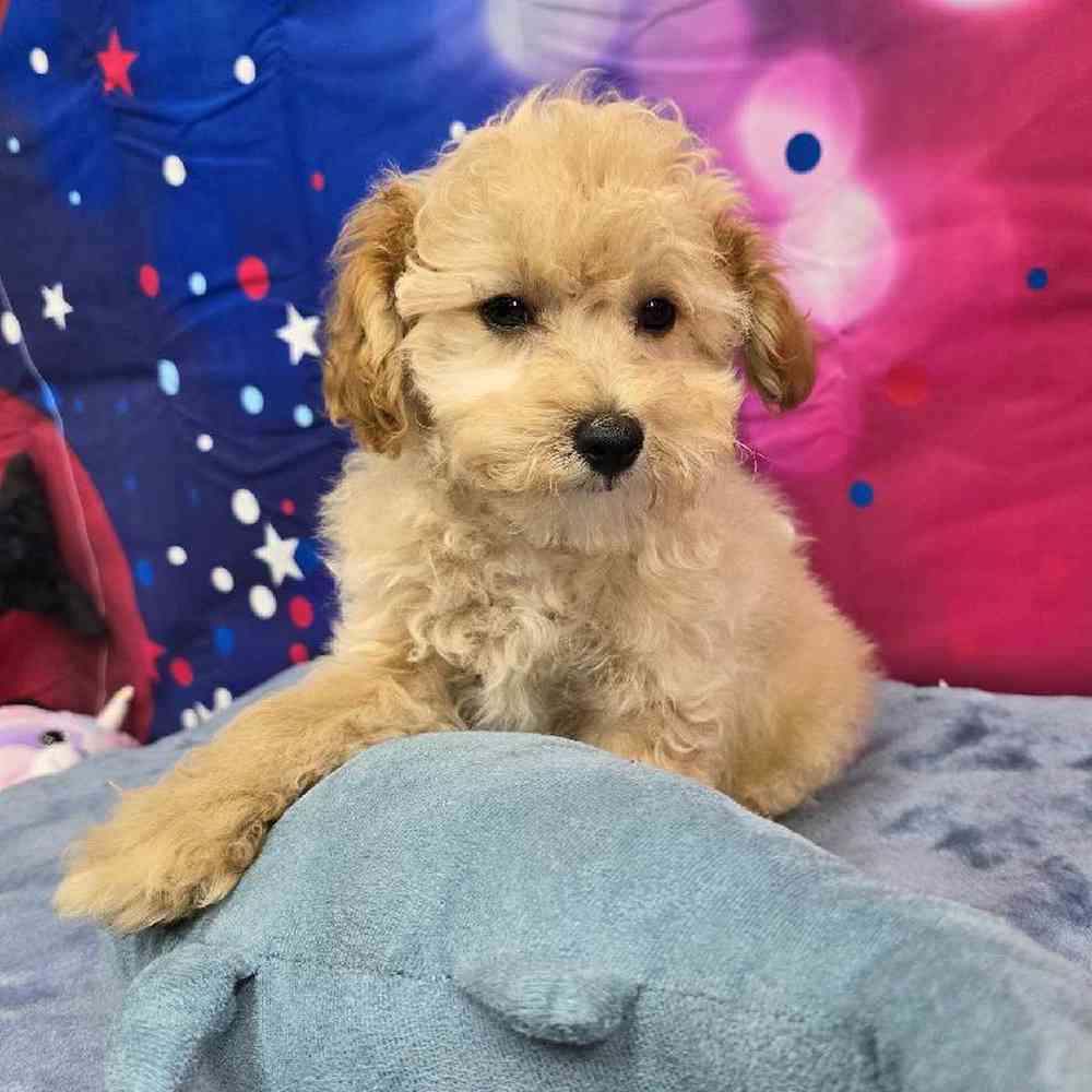 Male Poodle Puppy for Sale in Virginia Beach, VA