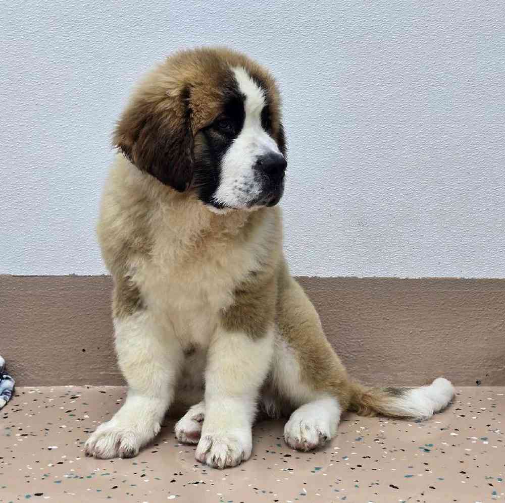 Male Saint Bernard Puppy for Sale in Virginia Beach, VA