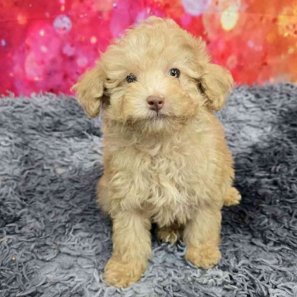Male Mini Poodle Puppy for Sale in Virginia Beach, VA