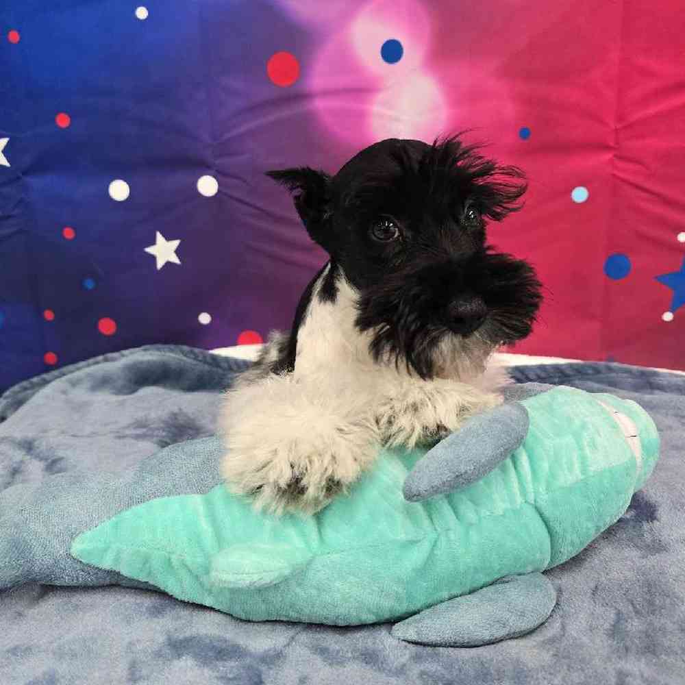 Male Mini Schnauzer Puppy for Sale in Virginia Beach, VA