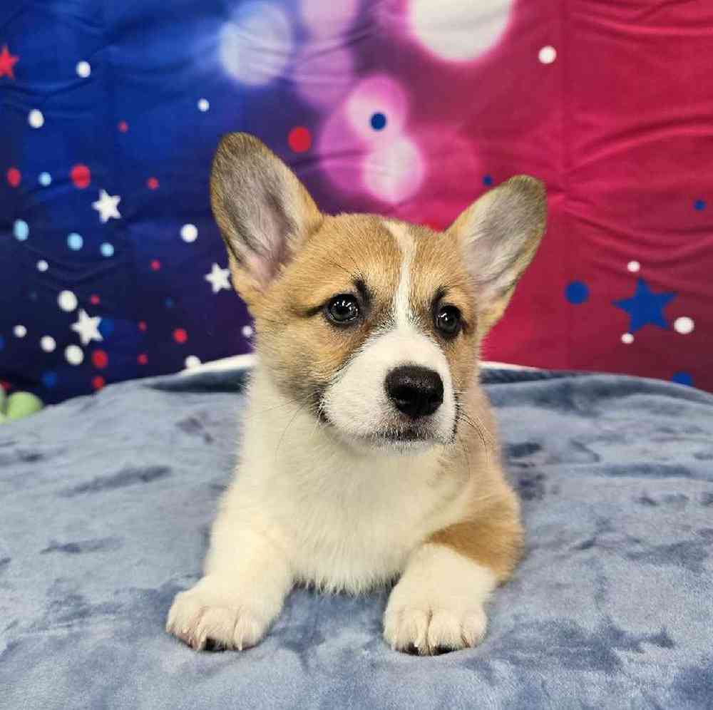 Female Pembroke Welsh Corgi Puppy for Sale in Virginia Beach, VA