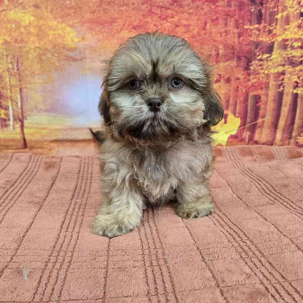 Male Shih Tzu Puppy for Sale in Virginia Beach, VA