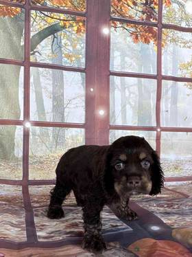 Cocker Spaniel