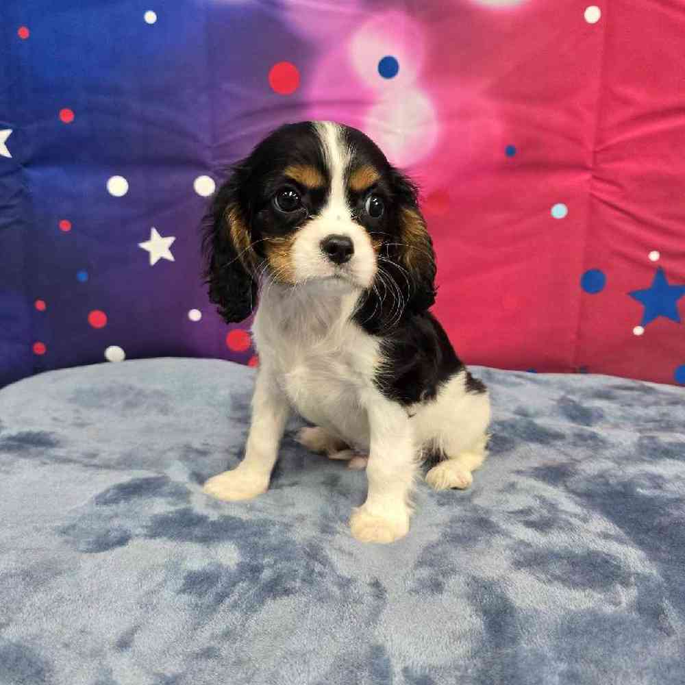 Male Cavalier King Charles Spaniel Puppy for Sale in Virginia Beach, VA