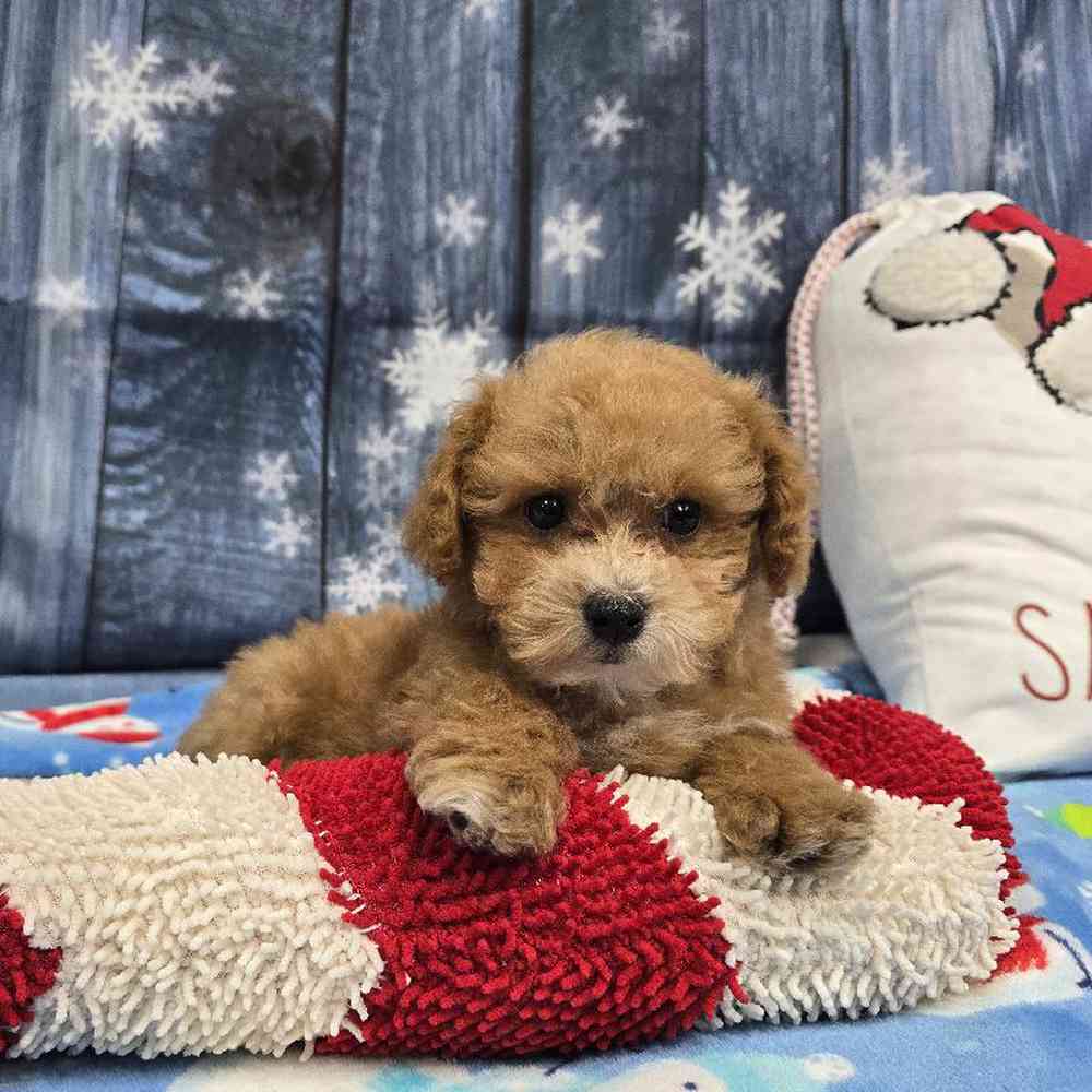 Male Mini Poodle Puppy for Sale in Virginia Beach, VA