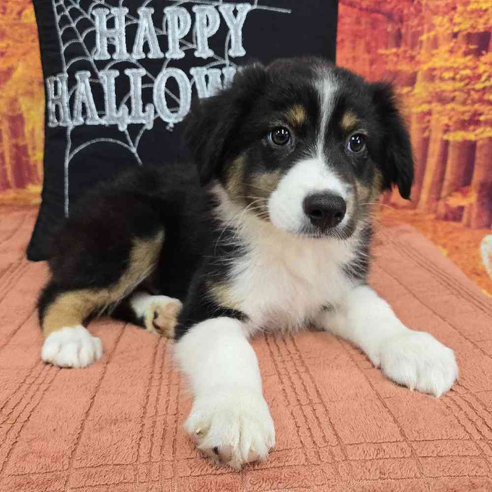 Male Australian Shepherd Puppy for Sale in Virginia Beach, VA