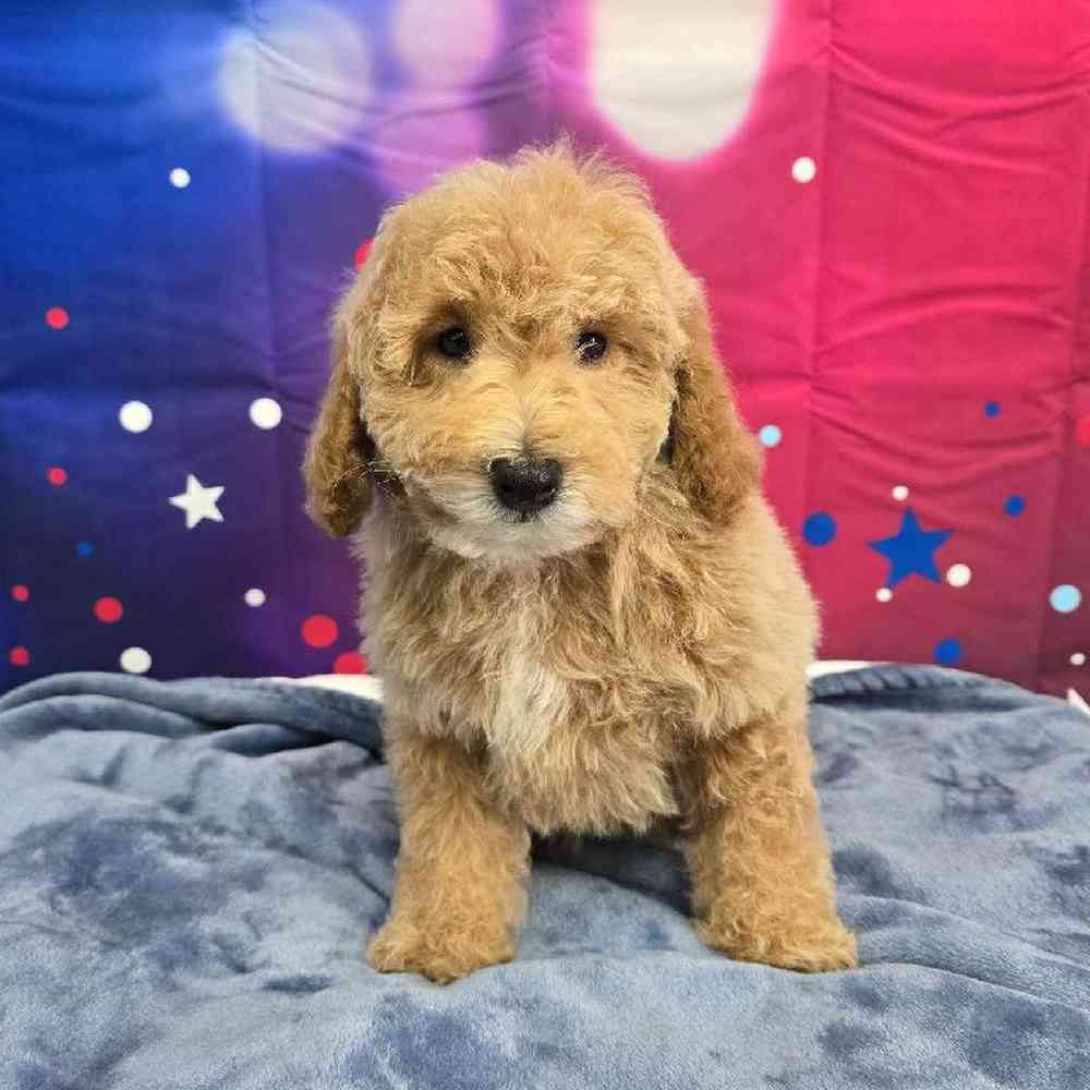 Male Mini Poodle Puppy for Sale in Virginia Beach, VA