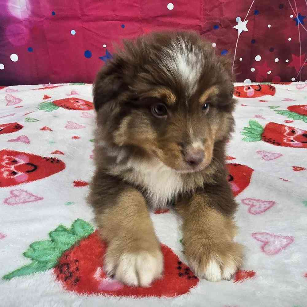Male Toy Australian Shepherd  Puppy for Sale in Virginia Beach, VA