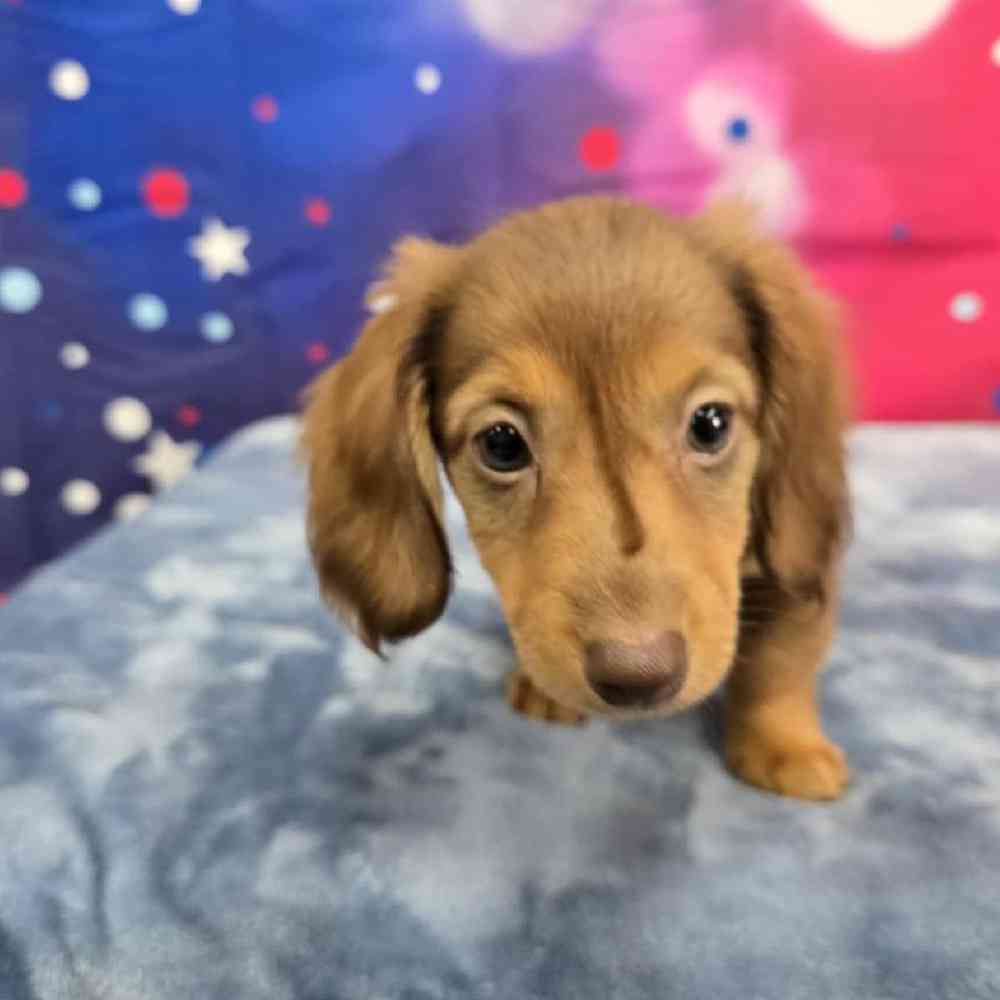 Female Dachshund Puppy for Sale in Virginia Beach, VA