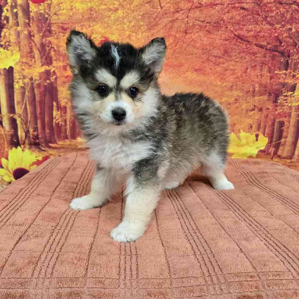 Female Pomsky Puppy for Sale in Virginia Beach, VA