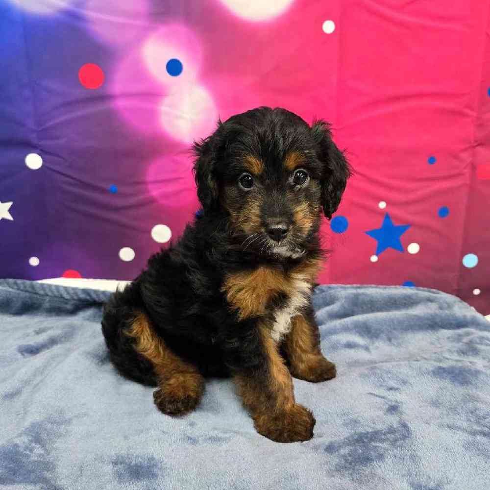 Male Mini Aussiedoodle Puppy for Sale in Virginia Beach, VA