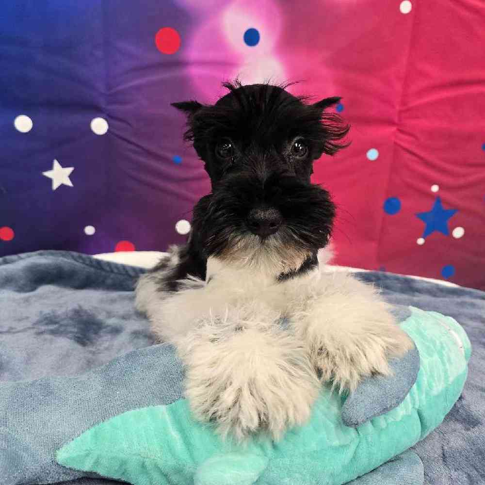 Male Mini Schnauzer Puppy for Sale in Virginia Beach, VA